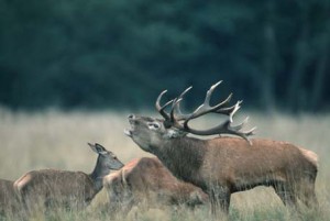 Rothirsch - Red deer - Cervus elaphus